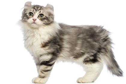 American Curl