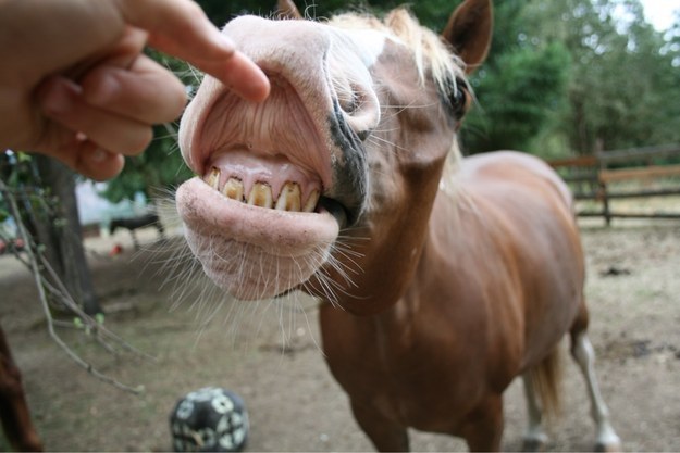This horse who smells something funny but he&#39;s gonna smile his way through it.