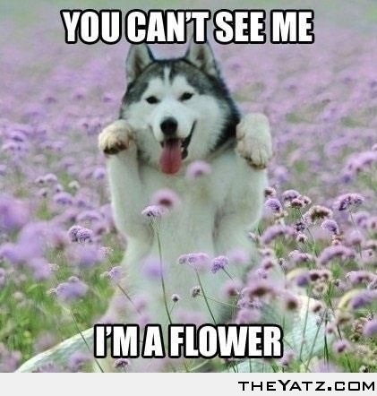 funny animals photo: Camouflage tumblr_n2r4ds5sTL1t14dnro1_500.jpg