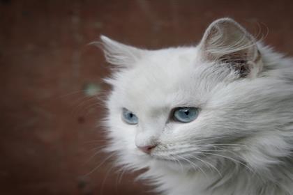 Turkish Angora