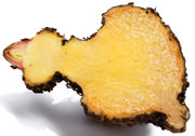 Konjac Root