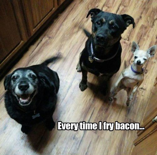 dogs,noms,bacon