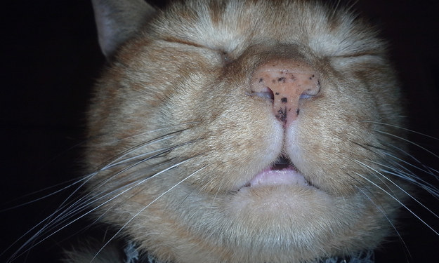 This cat who likes how you smell so he&#39;s giving you a little grin.