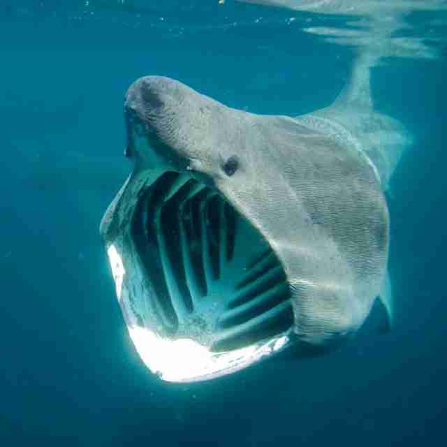 Basking shark with open mouth