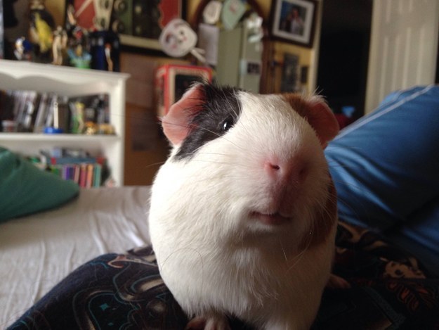 This guinea pig who doesn&#39;t really think your joke was that funny but is giving you a little smile anyway.