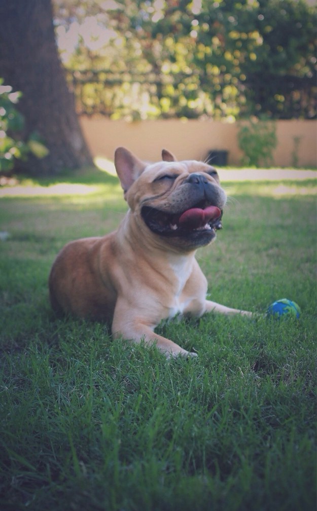 This Frenchie who is basking in the glory of beating his human at fetch.