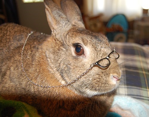 Bunday,bunnies,reader squee,pets,squee,rabbits