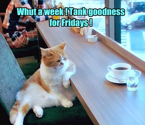 FRIDAY,coffee,Cats