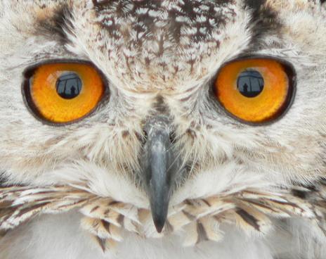 owls 10 Animals with very unusual eyes