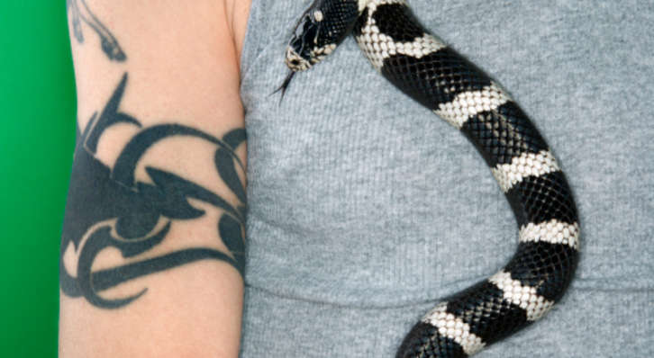 Snake