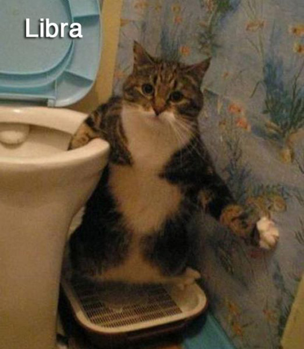 Funny images with cats recreating the 12 Signs of the Zodiac