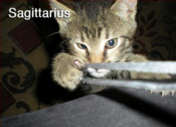Funny images with cats recreating the 12 Signs of the Zodiac
