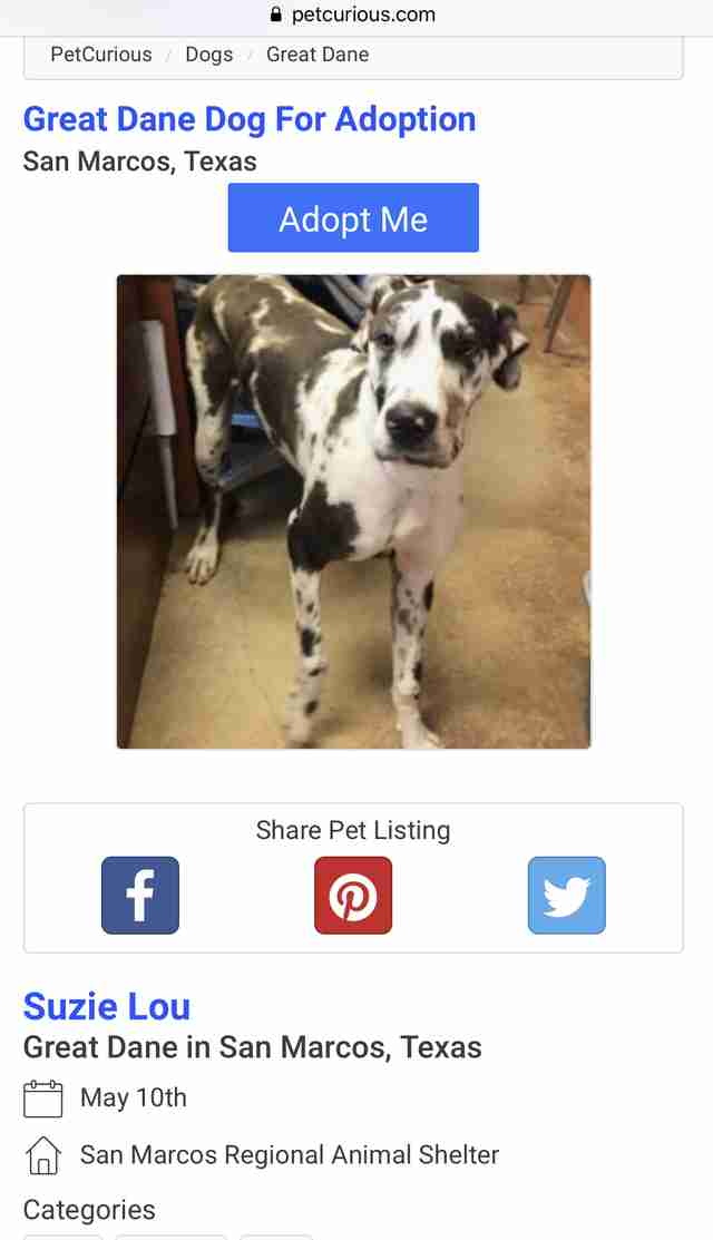 Lucy the Great Dane's animal shelter photo