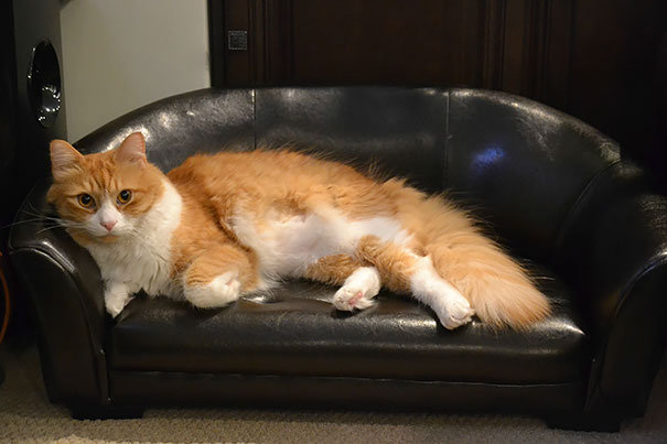 cat sitting on the couch