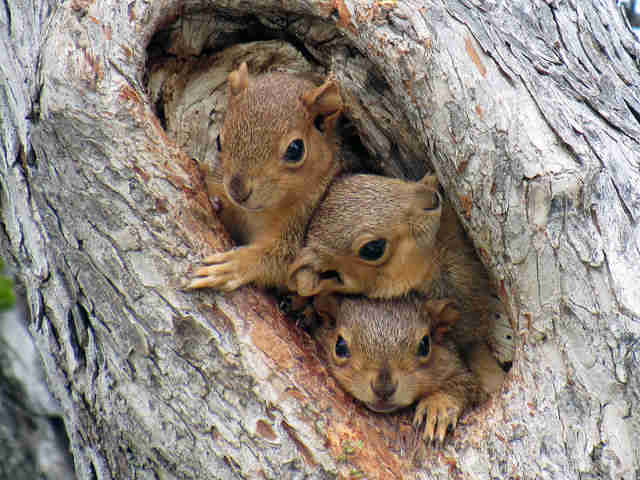 Baby Squirrels Find Themselves Trapped In The Most Awkward Situation
