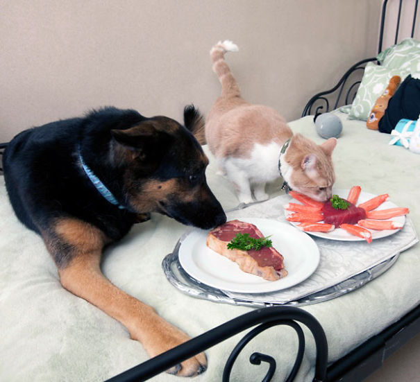 cat and dog eating