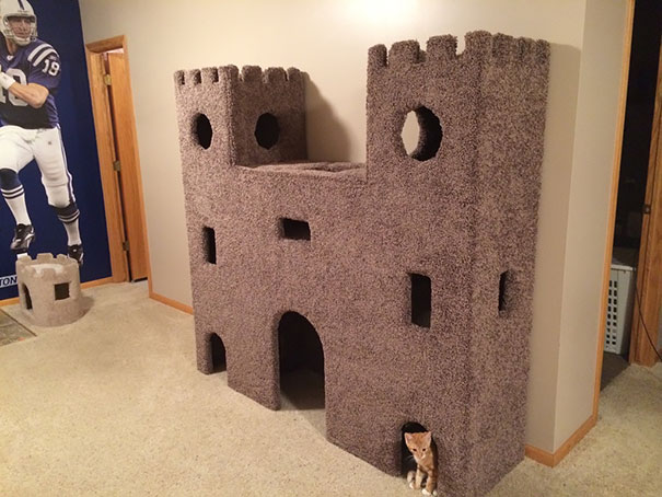 cat in her own castle