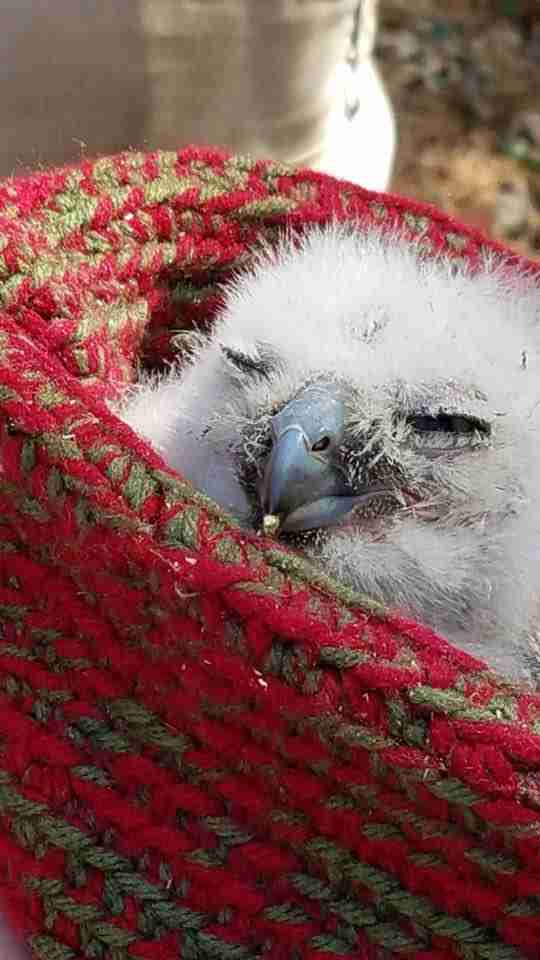 People Do The Nicest Thing For A Baby Owl Who Got Separated From His Family