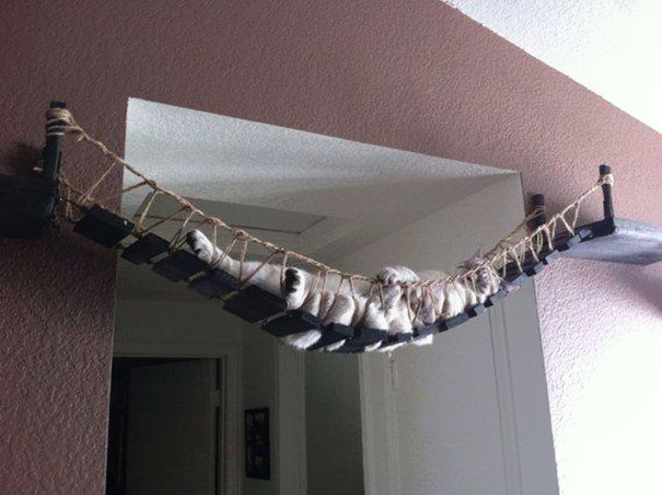cat in a hammock