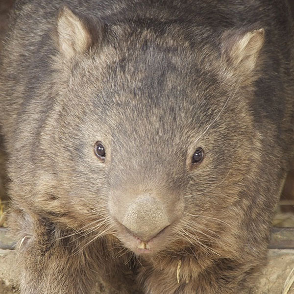World's Oldest Wombat Is a Virgin: Photo