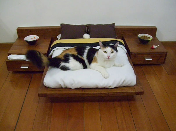 cat staying in bed