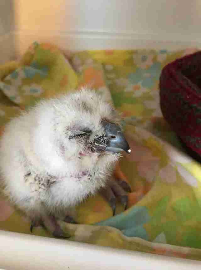 People Do The Nicest Thing For A Baby Owl Who Got Separated From His Family