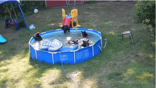 This Mother And Her Cubs Had An Unbearably Good Time In A Backyard Pool