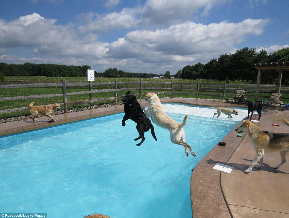 Splash: A doggy daycare center in Michigan shared the adorable video of tens of paddling pooches enjoying a refreshing dip