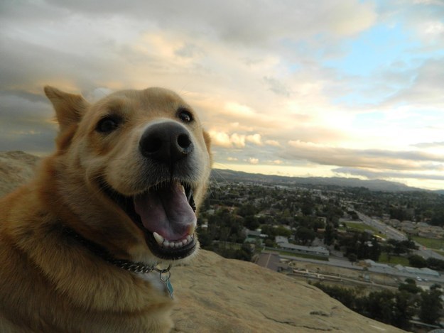 This dog who LOVES his view.