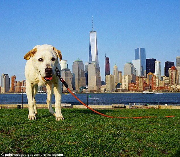Sunny day: In order to make the most of the time he had left with Poh, Mr Rodriguez decided to take his pet on a cross-country adventure. Above, Poh poses in front of lower Manhattan, New York City, on April 25