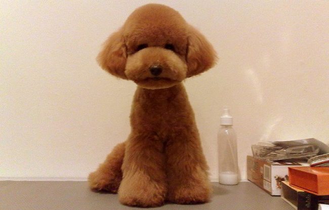 poodle with teddy bear cut