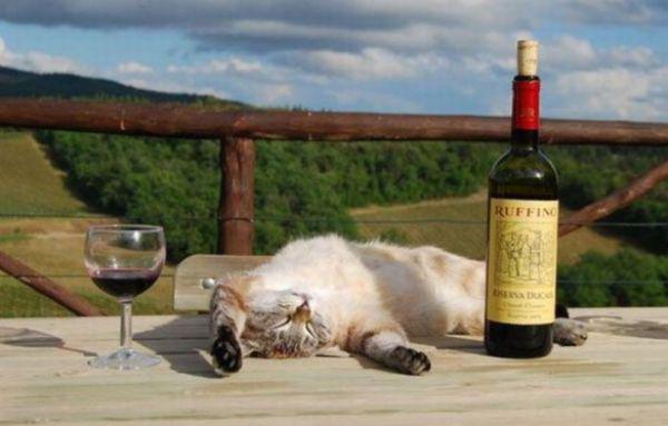 3. This cat who falls asleep in front of a wine glass and this one has already drunk too much