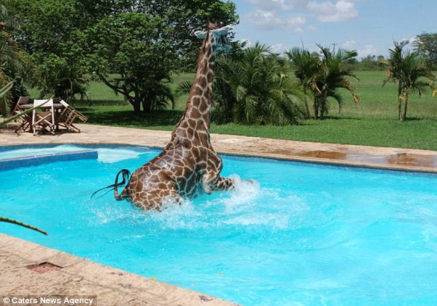 Zummi Cardoso, general manager at the estate, said Monduli was quite lonely as the only member of his species there