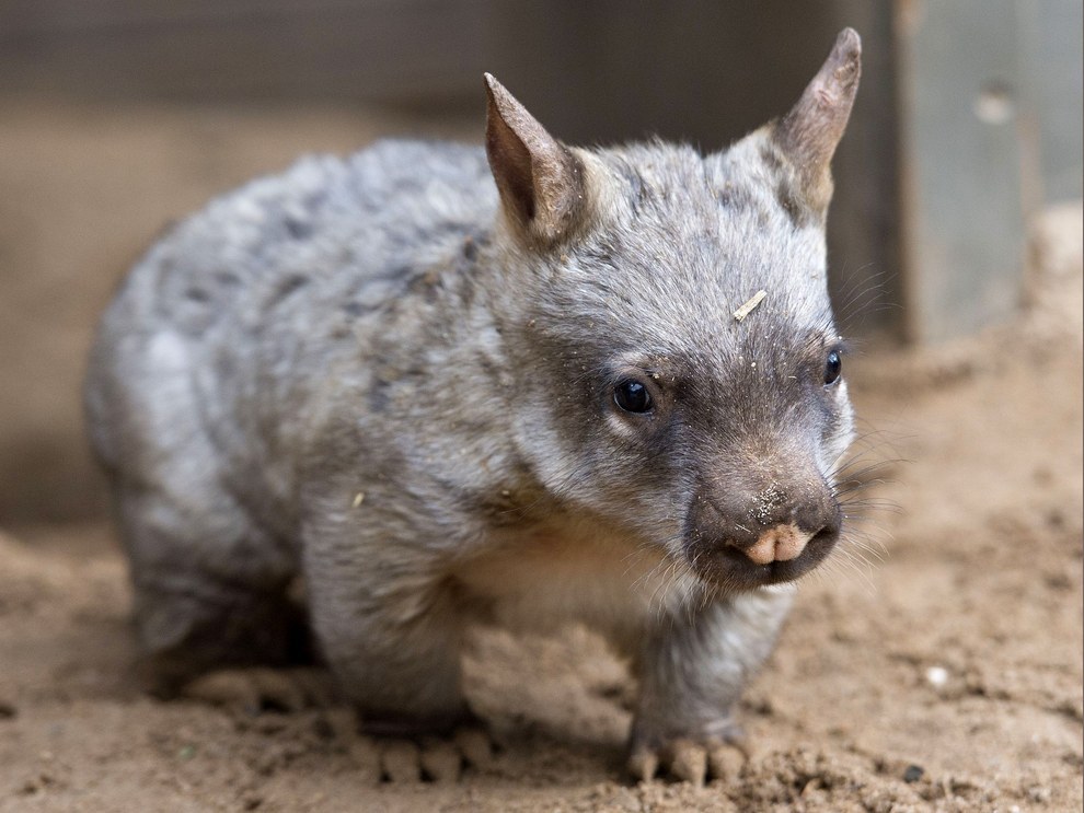There you are, baby wombat.