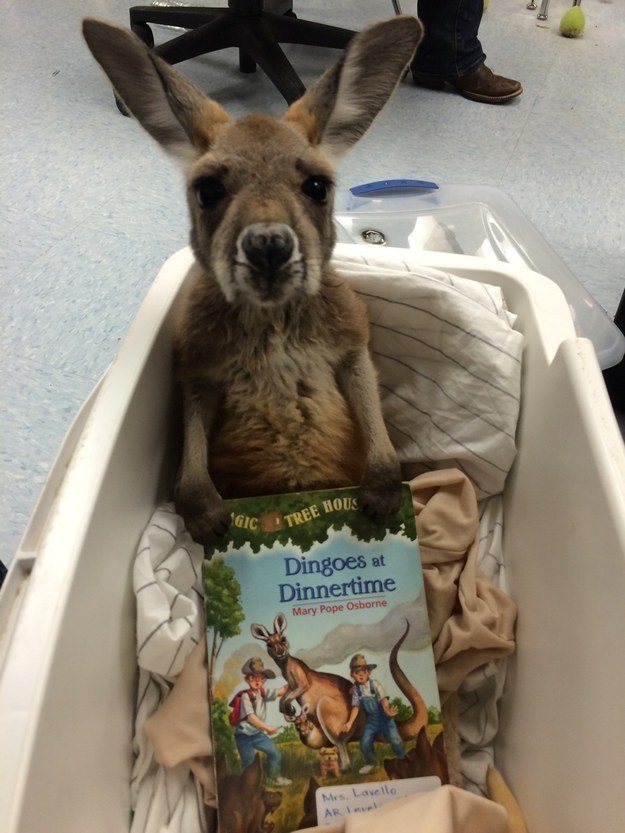 This baby joey just knows you're ready to put a lil' smiling back in your life.