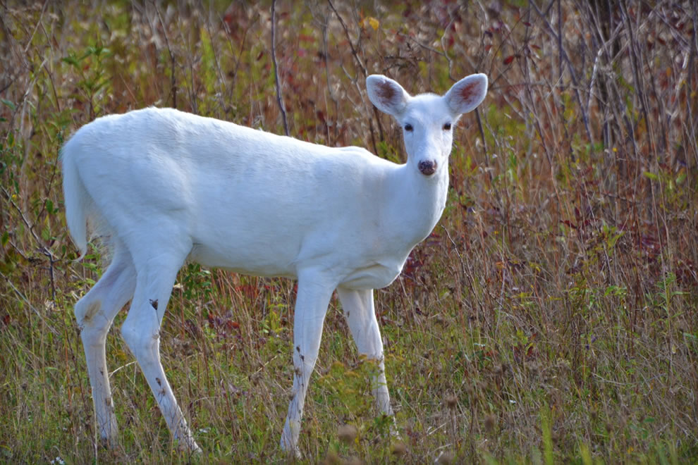 White White-tailed Deer during autumn at the Seneca Army Depot in New York