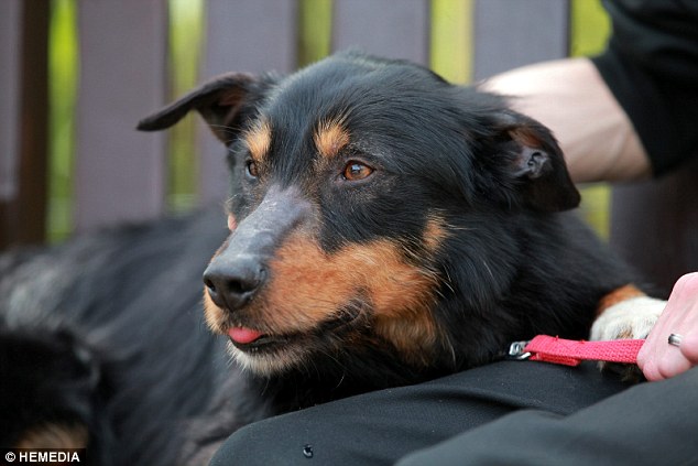 Sid is thought to have taken off after a female dog and got lost at the top of Scafell Pike, a 3,209ft peak in the Lake District