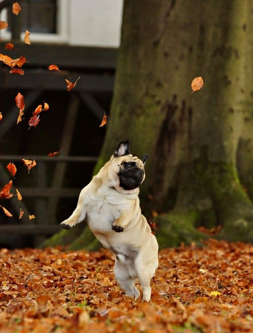 pug party of one : pug in leaves: 