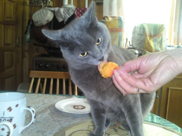 Lutia Loves Apricots And Oranges