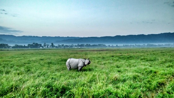 Endangered One Horned Rhinos at Kaziringa National Park