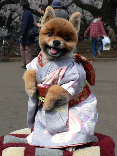 Shiba Puppy dressed in a Kimono