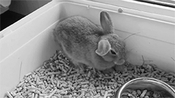 28 Animal GIFs Guaranteed To Make Your Worries Disappear