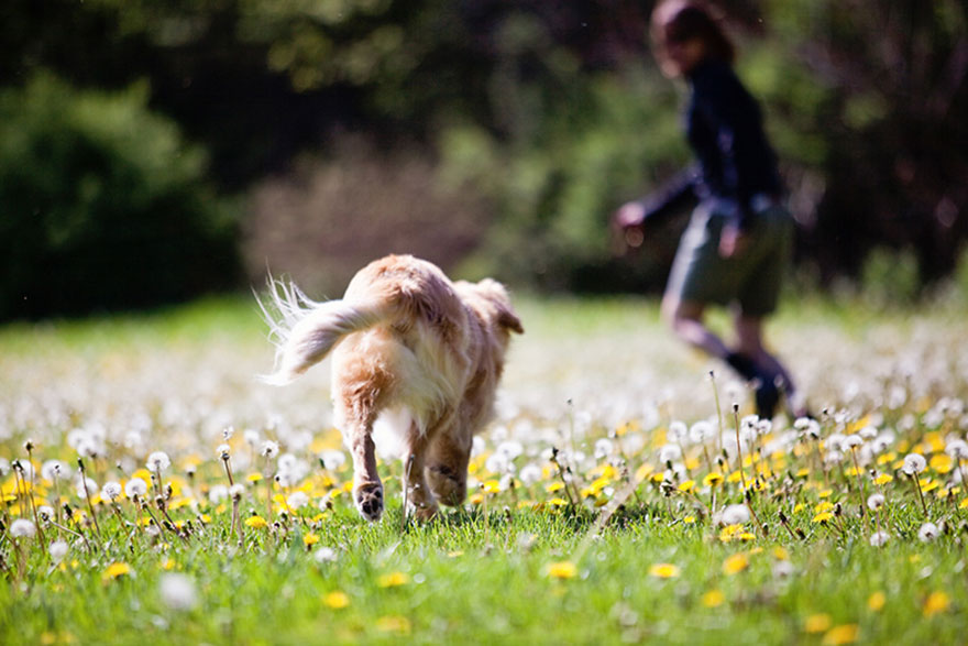 smiley-blind-therapy-dog-golden-retriever-stacey-morrison-8