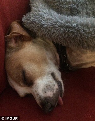 A sleeping dog hangs its tongue out of its mouth