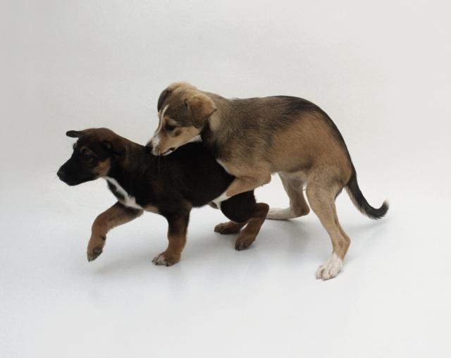 puppies dog humping play - Jane Burton/Dorling Kindersley/Getty Images