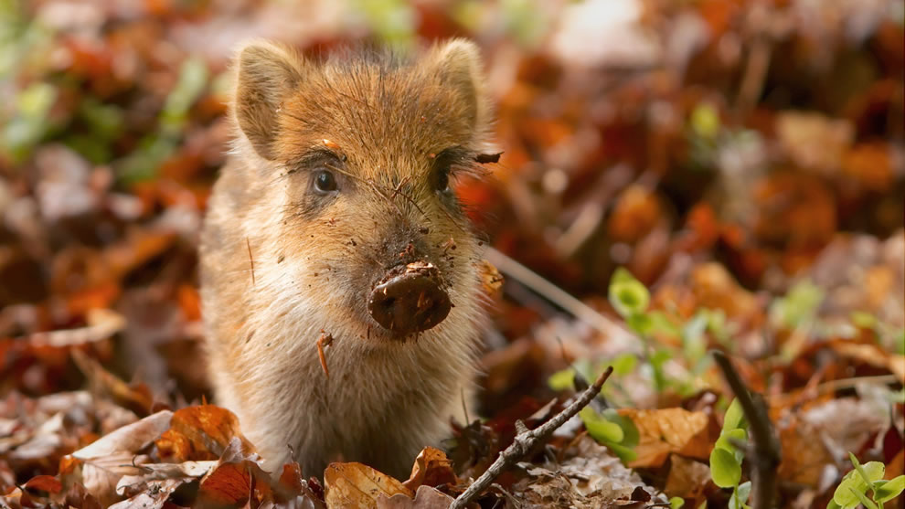 Messy baby boar playing in the autumn forest