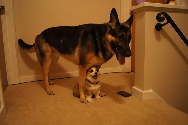 They can turn their friend into their own personal tent. Why not?