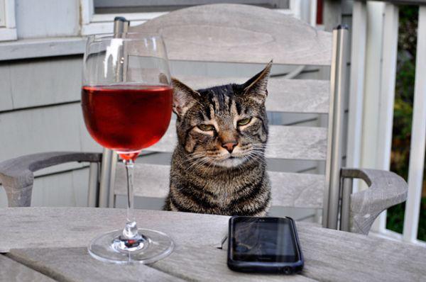 3. This cat who falls asleep in front of a wine glass and this one has already drunk too much