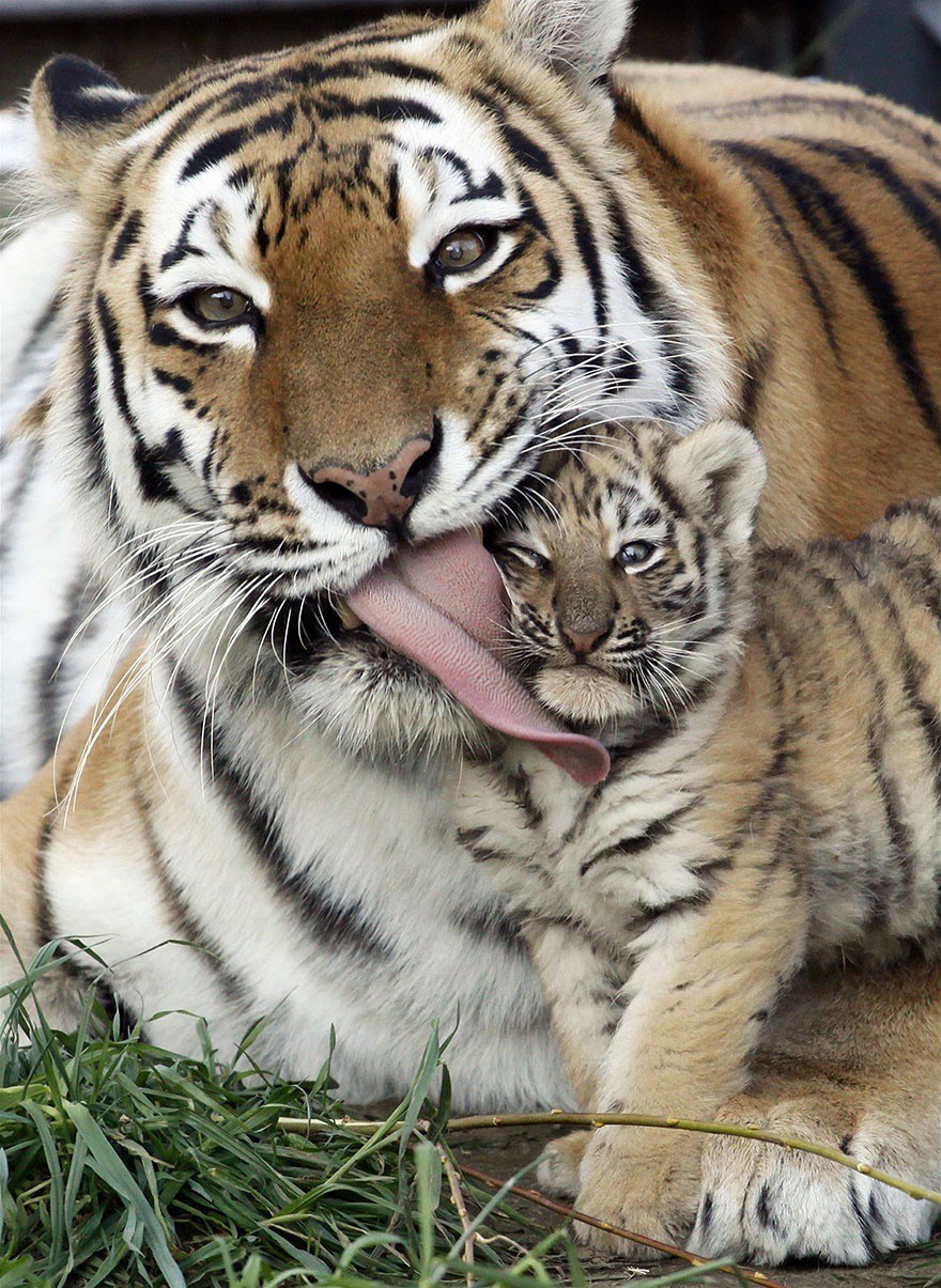 20 животных, которые знают, что мамина любовь — самая сильная животные, любовь, мама