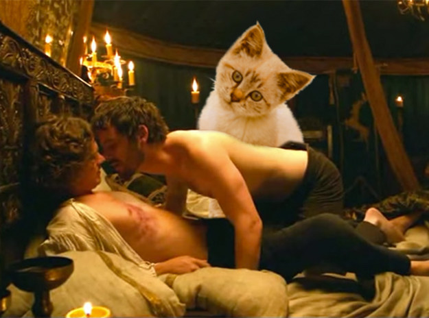 A kitten for Renly and Brave Ser Lorys!